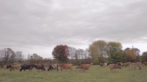 Cattle Grazing in a Grassy Field Stock Footage 81752483