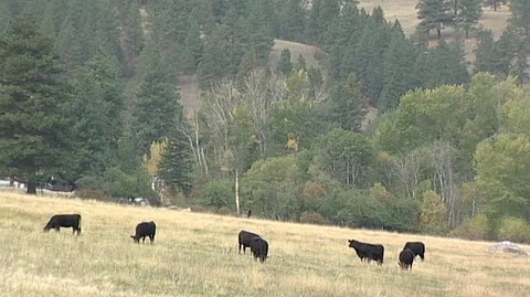 Cattle Grazing on Grassy Hillside Stock Footage 105980435