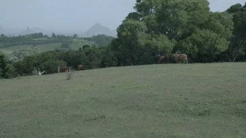 Cattle Grazing on Grassy Hillside in Sunshine Coast Hinterland, Queensland Stock Footage 341299565