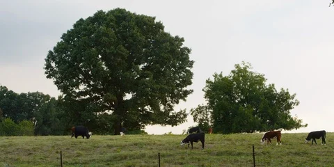 Cattle grazing on a green field Stock Footage 103784608