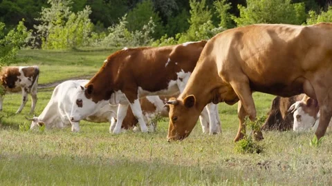 Cattle grazing. A herd of dairy cows and meat calves on the green grass. Livesto Stock Footage 142678006