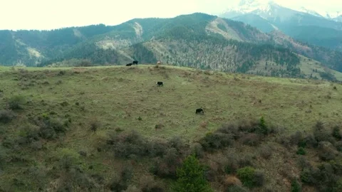 Cattle grazing on high mountain pasture with snow capped peaks in the background Stock Footage 342090787