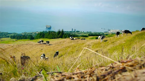 Cattle Grazing at The Hill Stock Footage 36070712