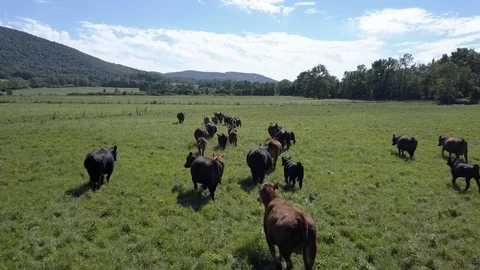Cattle Grazing Low Angle Tracking Shot Stock Footage 91235843