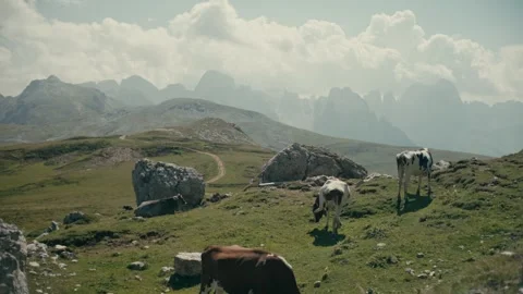 Cattle Grazing on Lush Alpine Meadows Under High Mountain Peaks in Summer 库存影片 331169829