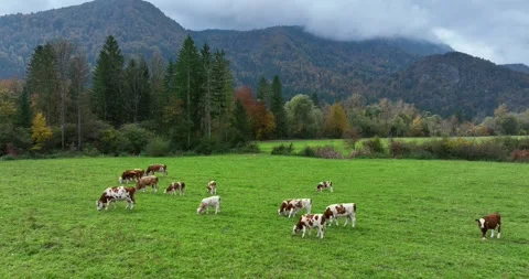 Cattle Grazing On Lush Green Alpine Meadow Surrounded By Forests And Mountains Stock Footage 333203937
