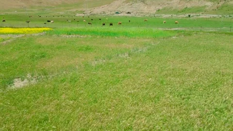 Cattle Grazing in Lush Green Spring Pasture on a Sunny Day Video stock 342001760