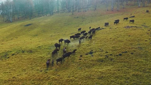 Cattle grazing on a lush hillside during a sunny afternoon in early autumn Stock Footage 288924765