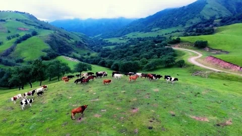 Cattle Grazing on Lush Rolling Hillside Stock Footage 310856103