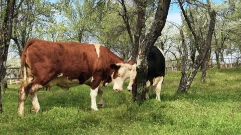 Cattle grazing in a lush spring orchard pasture Vidéo 345256514