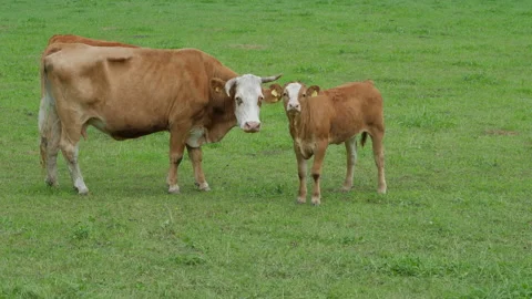 Cattle grazing in meadow in Austria Stock Footage 201223147