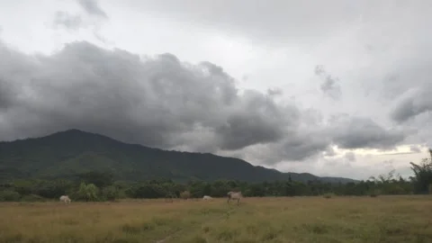 Cattle Grazing in Meadow Below Mountains Under Dramatic Storm Clouds Stock Footage 342952450