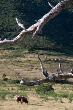 Cattle Grazing in Mountain Landscape, Hogsback, Eastern Cape, South Africa Foto stock