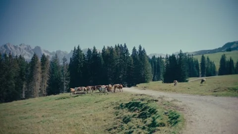 Cattle Grazing on a Mountain Meadow with Pine Forest and Rocky Peaks 库存影片 331166131