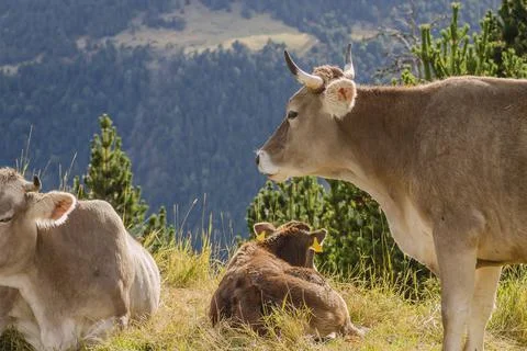 Cattle grazing in the mountains Stock Photos