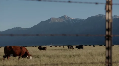 Cattle Grazing Nevada Vidéo 97886200