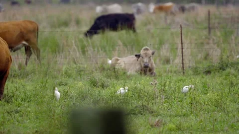Cattle Grazing Next to Cattle Egrets Stock-Footage 277912109
