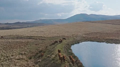 Cattle grazing next to a lake or dam in the Free State province of South Afri Stock Footage 254604173