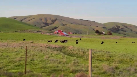 Cattle Grazing on Open Fields Stock Footage 307962972
