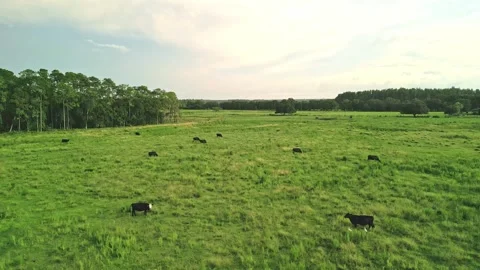 Cattle Grazing in an open Florida field at dusk Stock Footage 249530710