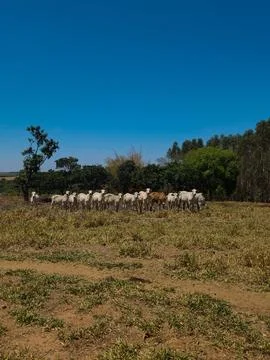 Cattle Grazing Outdoors Stock Photos