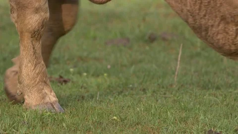 Cattle grazing in pasture Stock-Footage 79084669