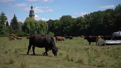 Cattle grazing on a pasture in front of a moated castle Stock Footage 203570160