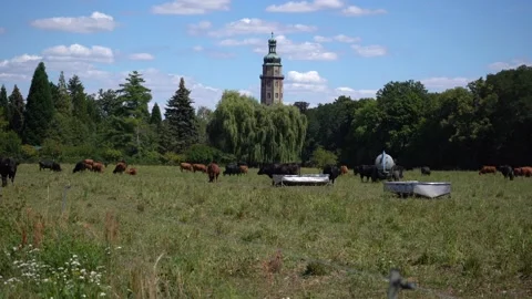Cattle grazing on a pasture in front of a moated castle Stock Footage 203570588