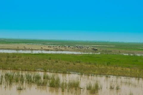 Cattle grazing in a pasture Stock Photos
