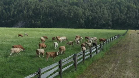 Cattle grazing peacefully along a rustic wooden fence Vídeo Stock 288120117