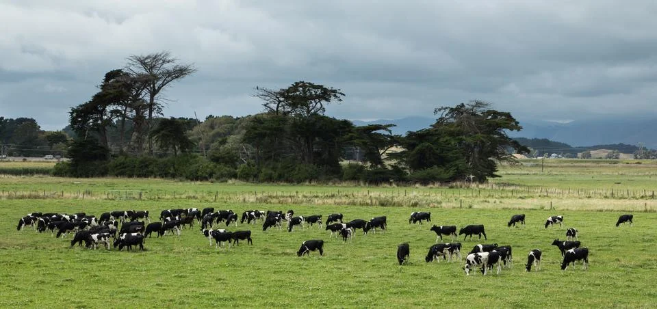 Cattle grazing Stock Photos