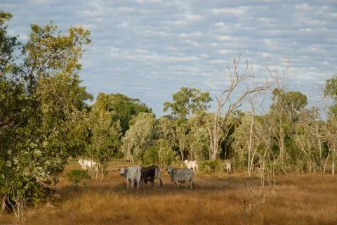 Cattle grazing Stock Photos