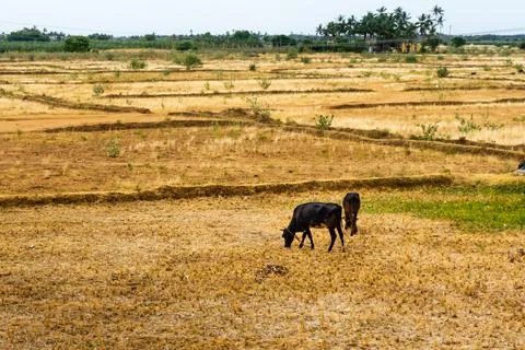 Cattle Grazing Stock Photos