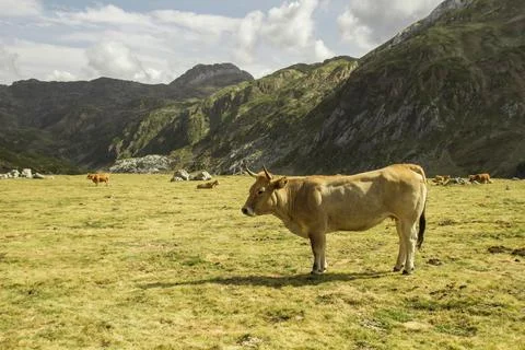 Cattle grazing Stock Photos