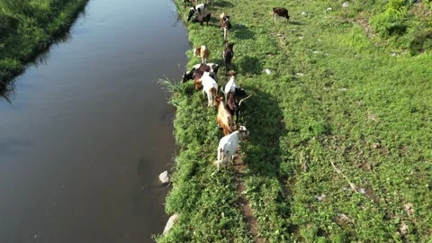 Cattle grazing by river Stock Footage 210754906