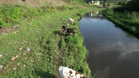 Cattle grazing by river Stock Footage 212224827