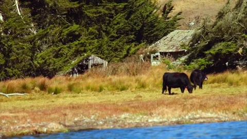 Cattle grazing in on riverside. Stock Footage 88405690