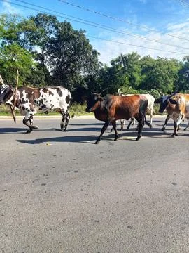 Cattle Grazing on the Road Foto stock