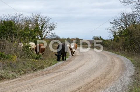 Cattle grazing at road side Stock Photos
