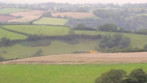 Cattle grazing on the rolling hills of the Peak District Stock-Footage 79714067