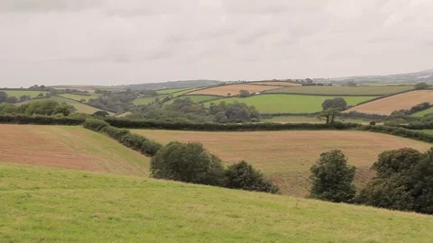 Cattle grazing on the rolling hills of the Peak District Stock Footage 79714103