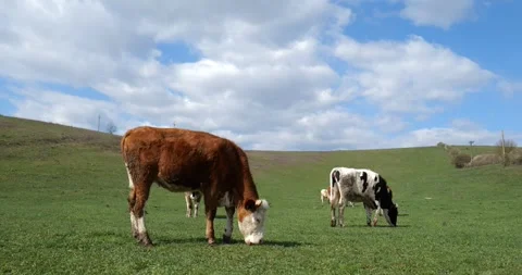 Cattle Grazing on Rolling Hills under Cloudy Sky Stock Footage 306087276