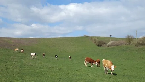 Cattle Grazing on Rolling Hills under Cloudy Sky Video stock 306942229