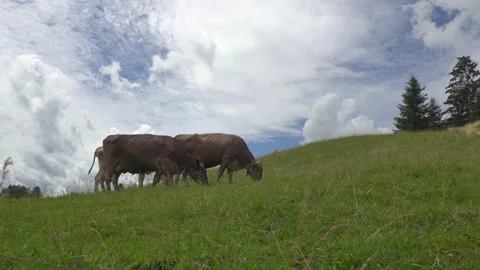 Cattle grazing in rural Bavaria, Germany Stock Footage 345181780