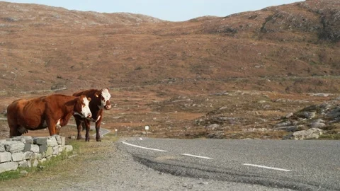 Cattle grazing by a single-track road near Scalpay Stock Footage 332134734