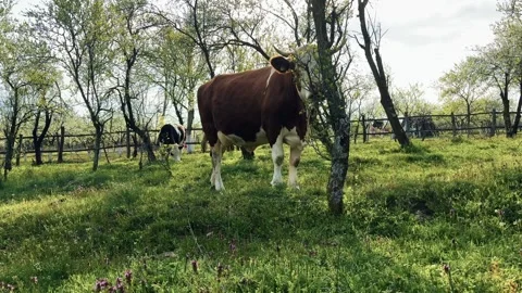 Cattle grazing in a spring orchard with fresh green grass Vidéo 345257120