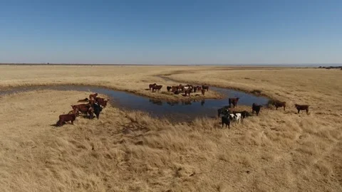 Cattle Grazing in a Stream-Side Field Stock Footage 243568696