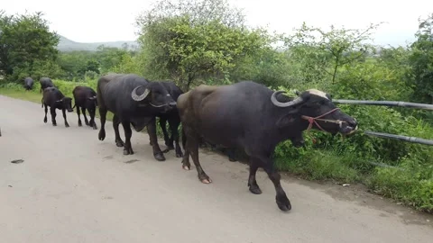 Cattle grazing on street 스톡 동영상 140987758