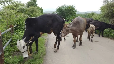 Cattle grazing on street Stock Footage 140990754