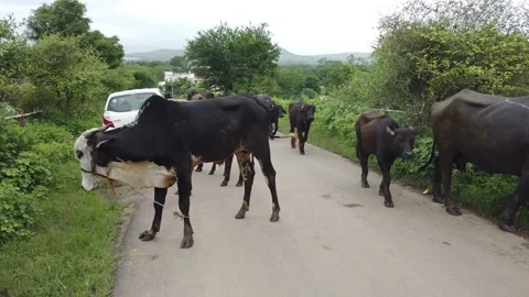 Cattle grazing on street 스톡 동영상 140990839